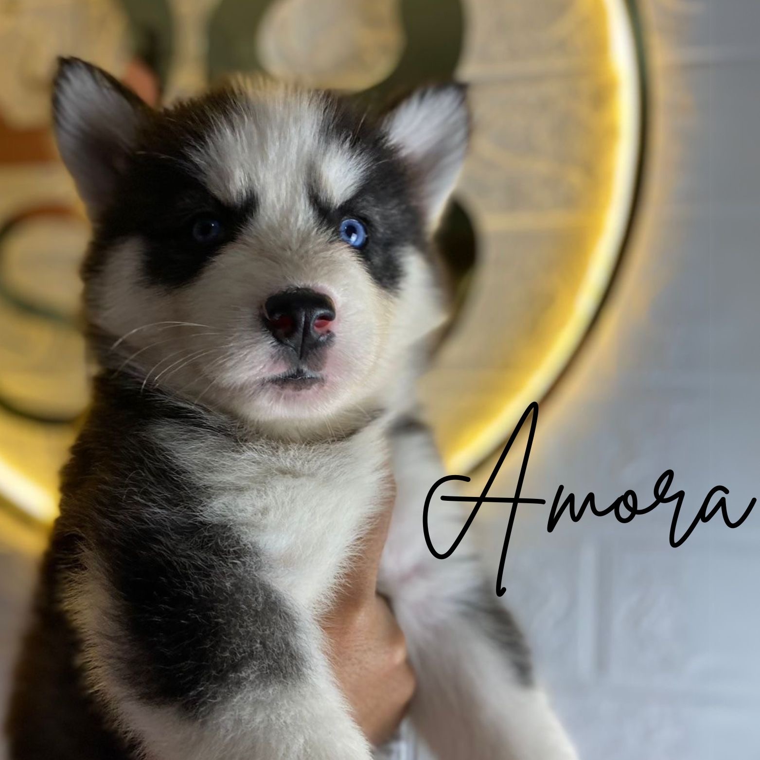 Portal Vendocão Filhotes de husky siberiano  São Paulo 