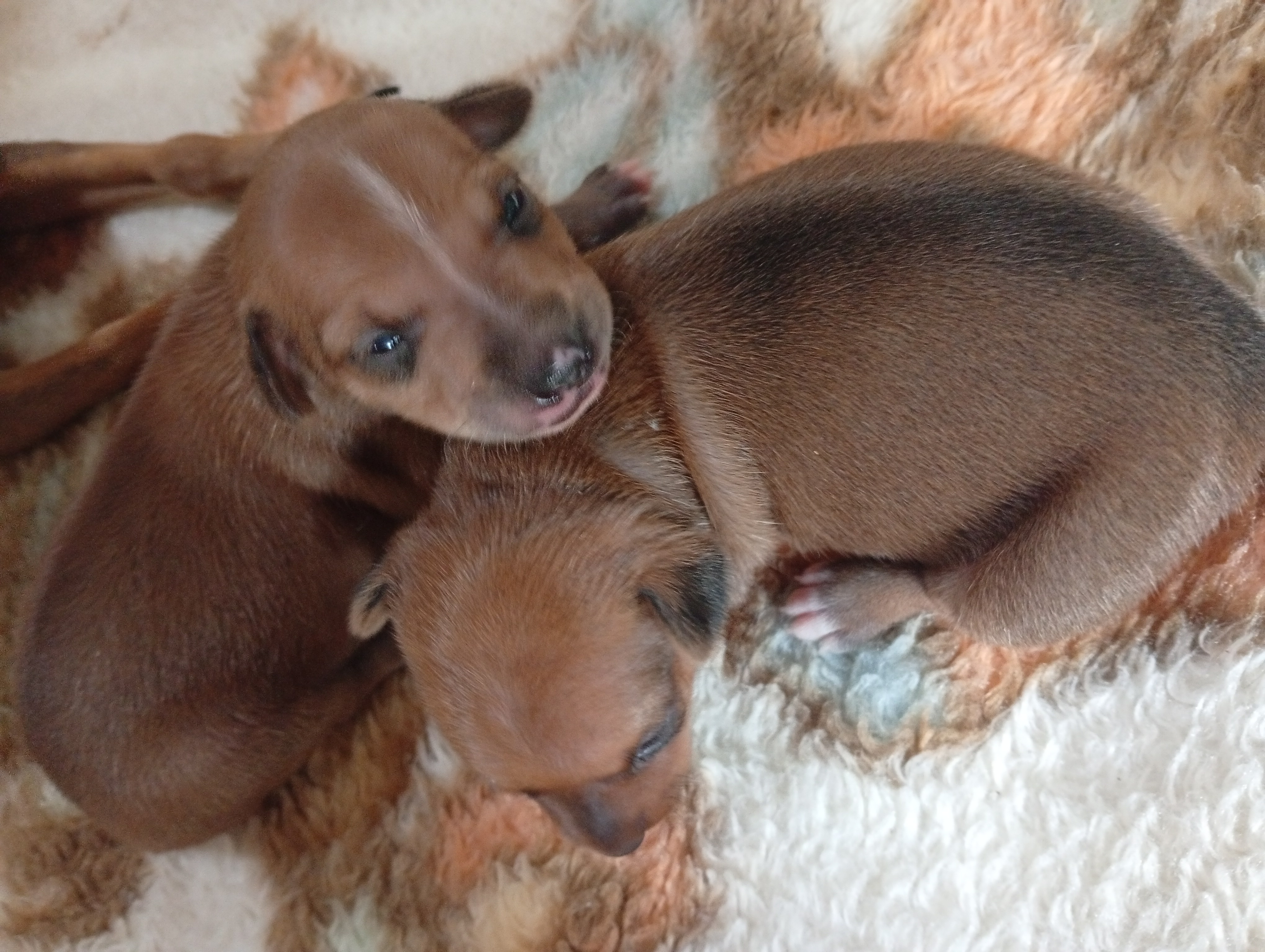 Portal Vendocão Pinscher macho Parauapebas 