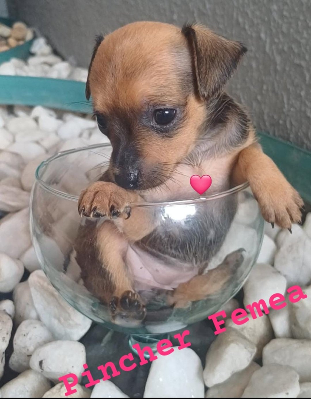 vendo filhotes 2 fêmeas de pinscher. - Foto 2