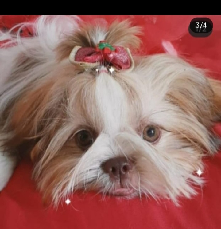 Portal Vendocão Filhotes de shih tzu  Salvador 