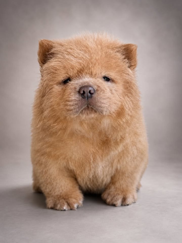 Chow chow americano  - Foto 1