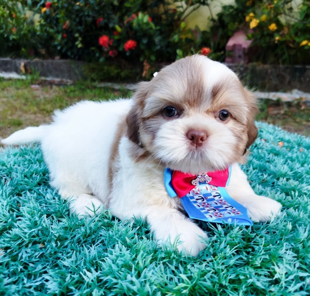 Portal Vendocão Shihtzu macho Praia Grande