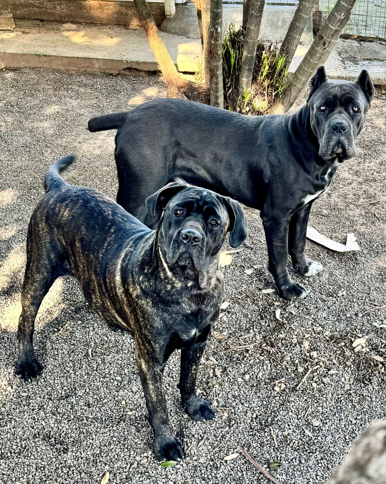 Portal Vendocão Filhotes Cane Corso Italiano Esteio