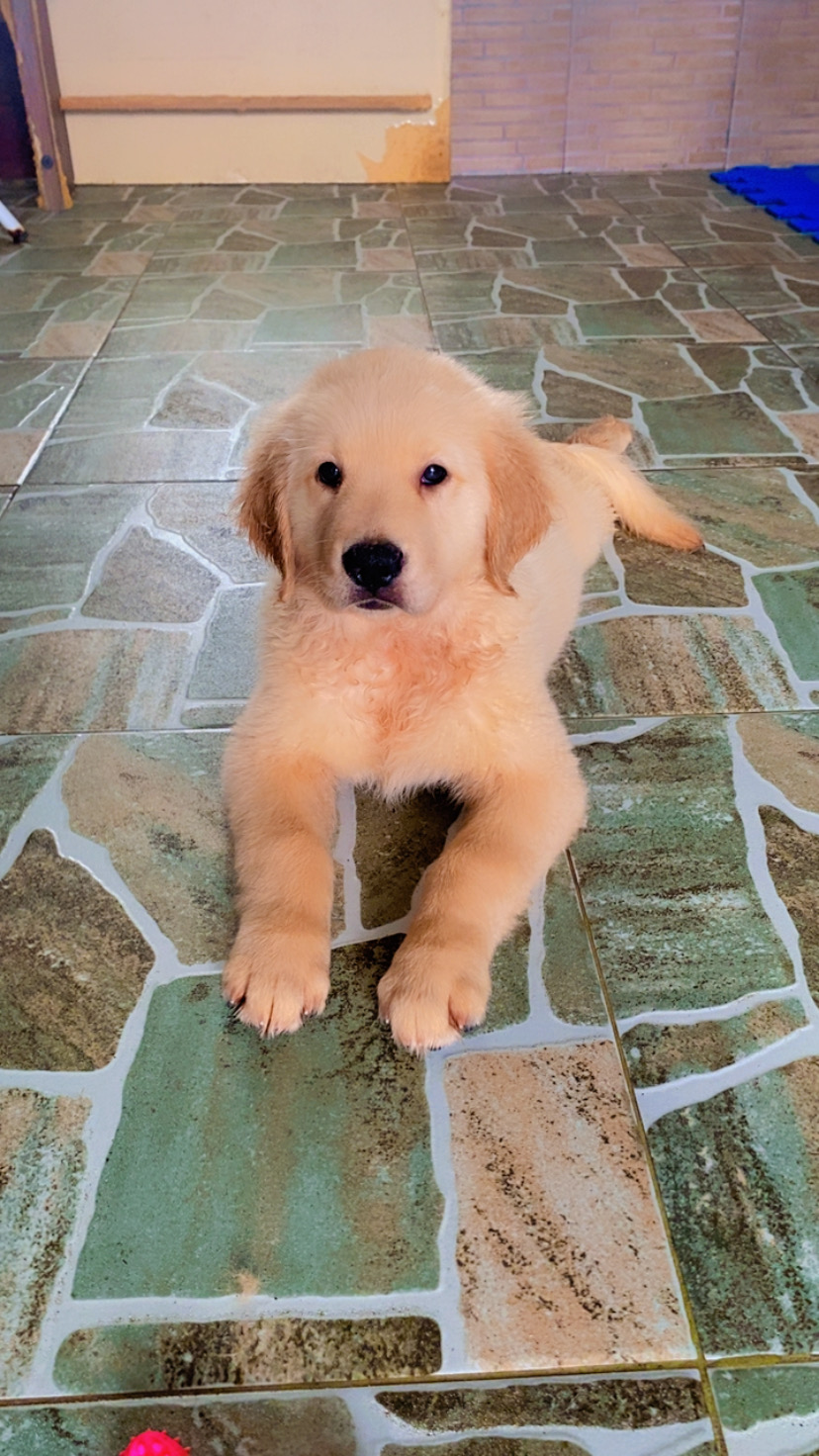 Filhotes Golden Retriever - Foto 3
