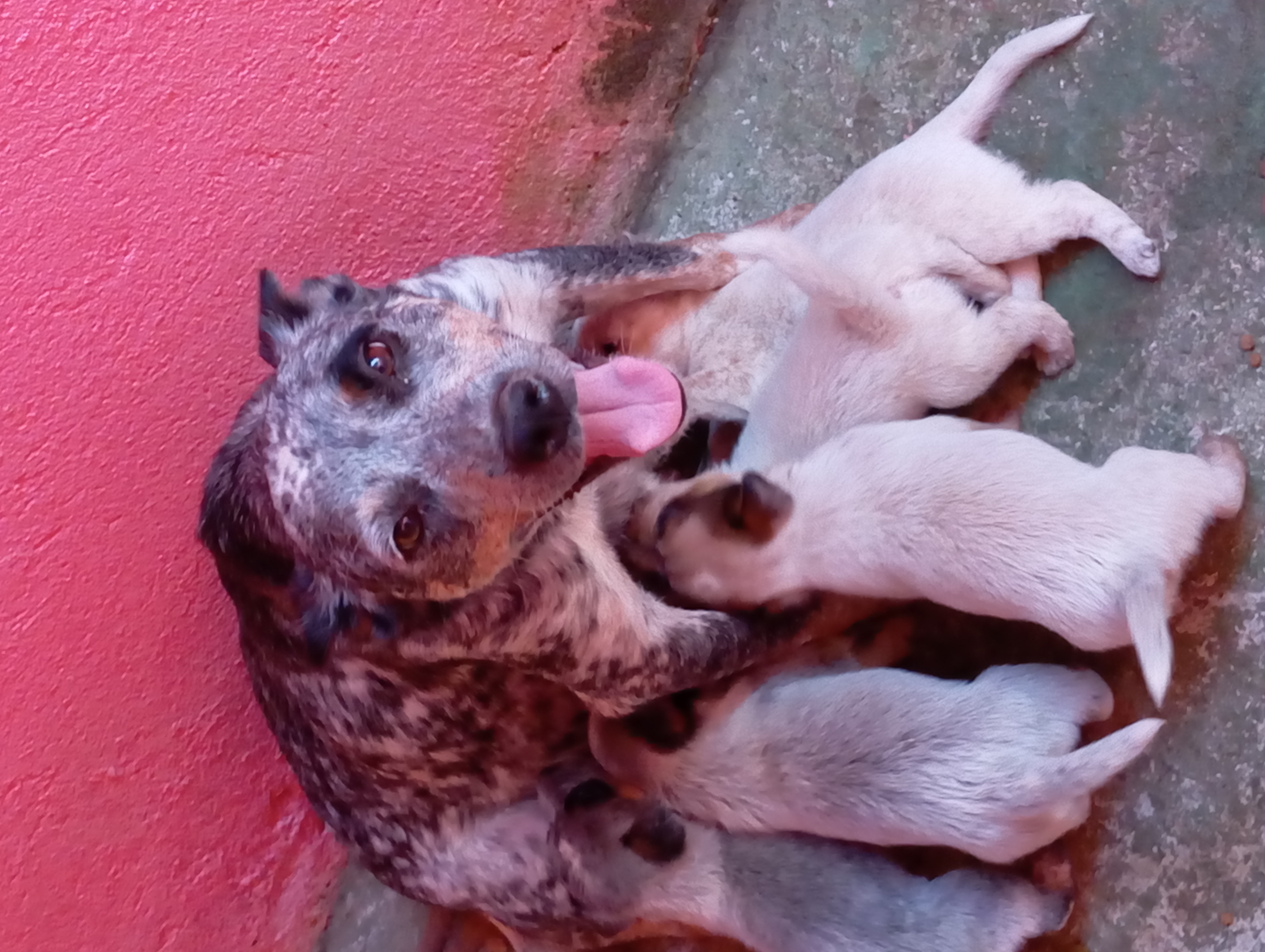 Portal Vendocão Boiadeiro australiano  Ibirite 