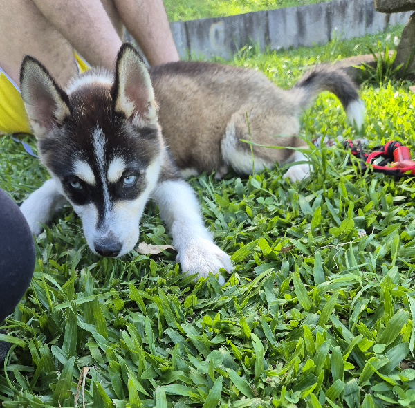 Portal Vendocão Husky filhote 3 meses fêmea Caxias do Sul