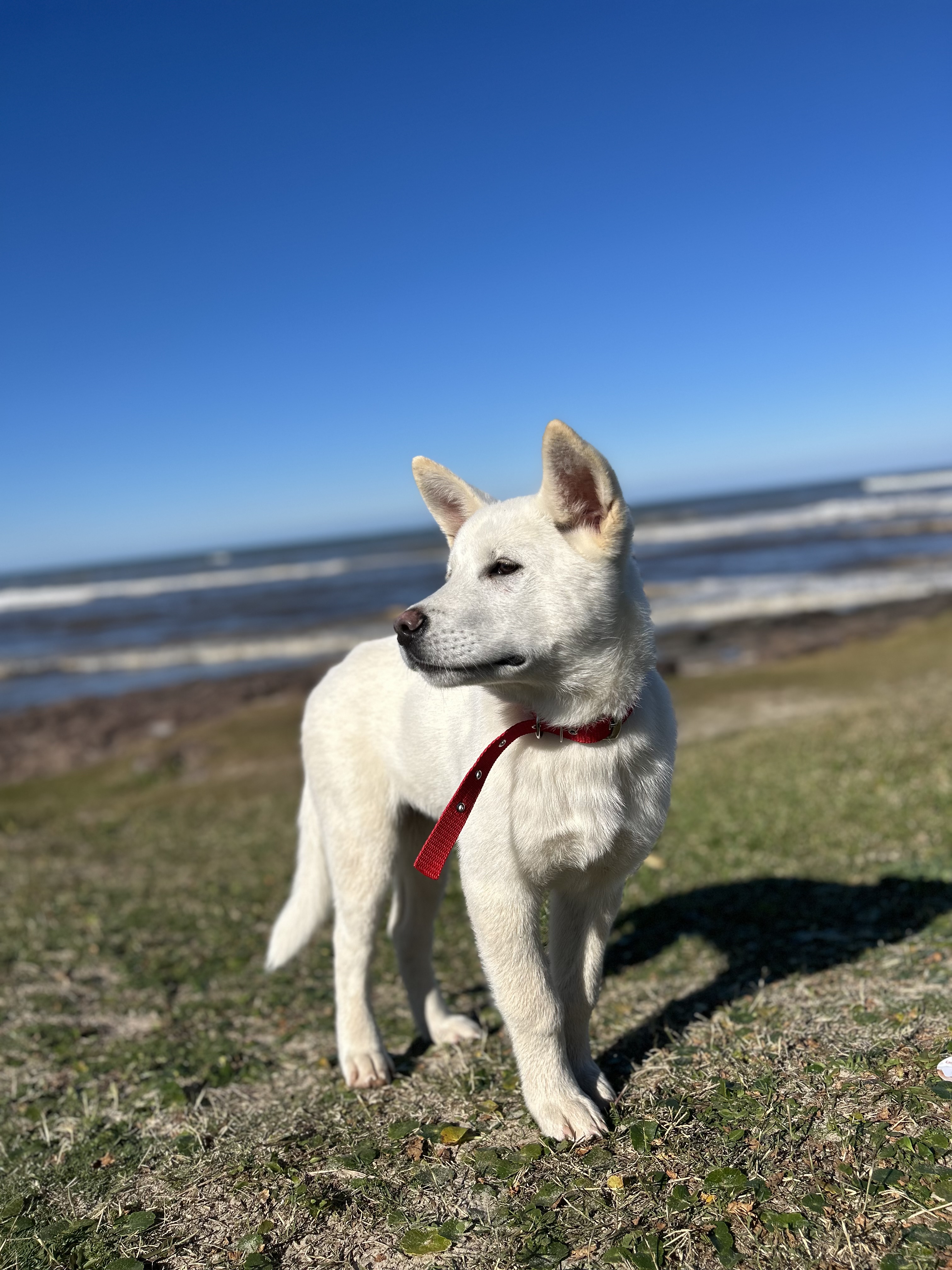 Cachorro akita 
