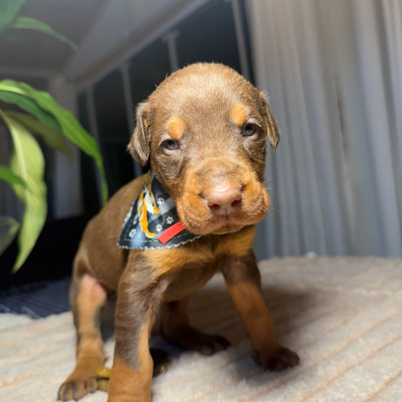 Doberman Europeu - Foto 4