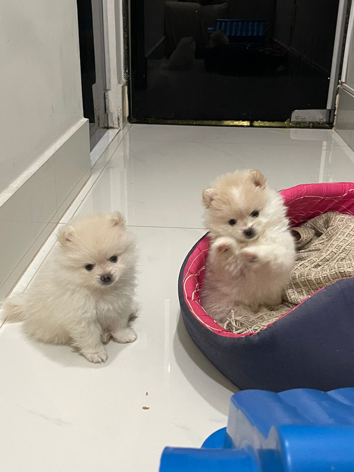 Portal Vendocão  Vendo Filhote de Lulu da Pomerânia Brasília