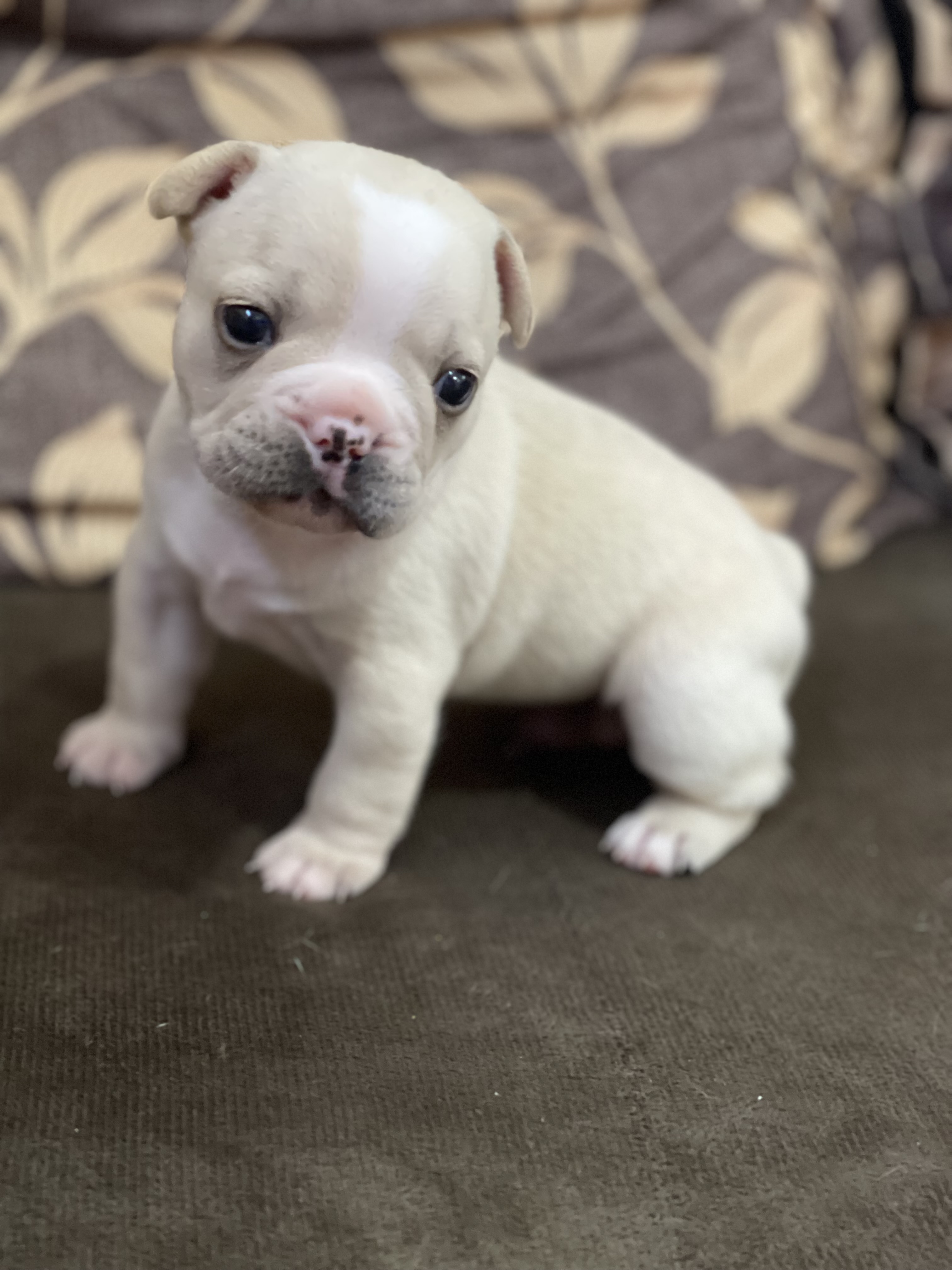 Portal Vendocão Filhote de Bulldog Francês Palmeira dos Índios 