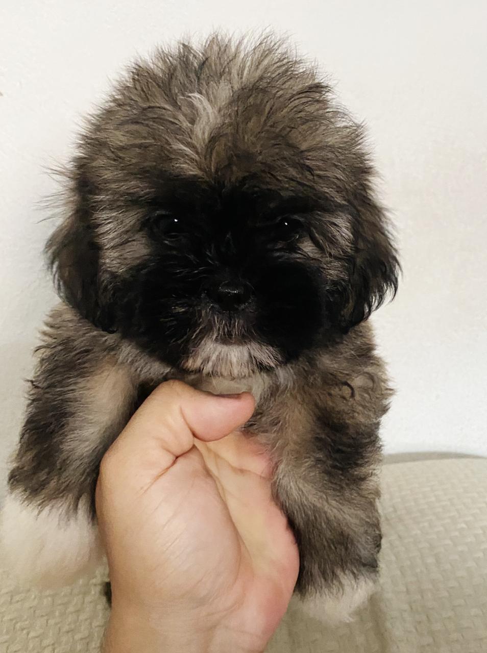 Shih tzu - Foto 1