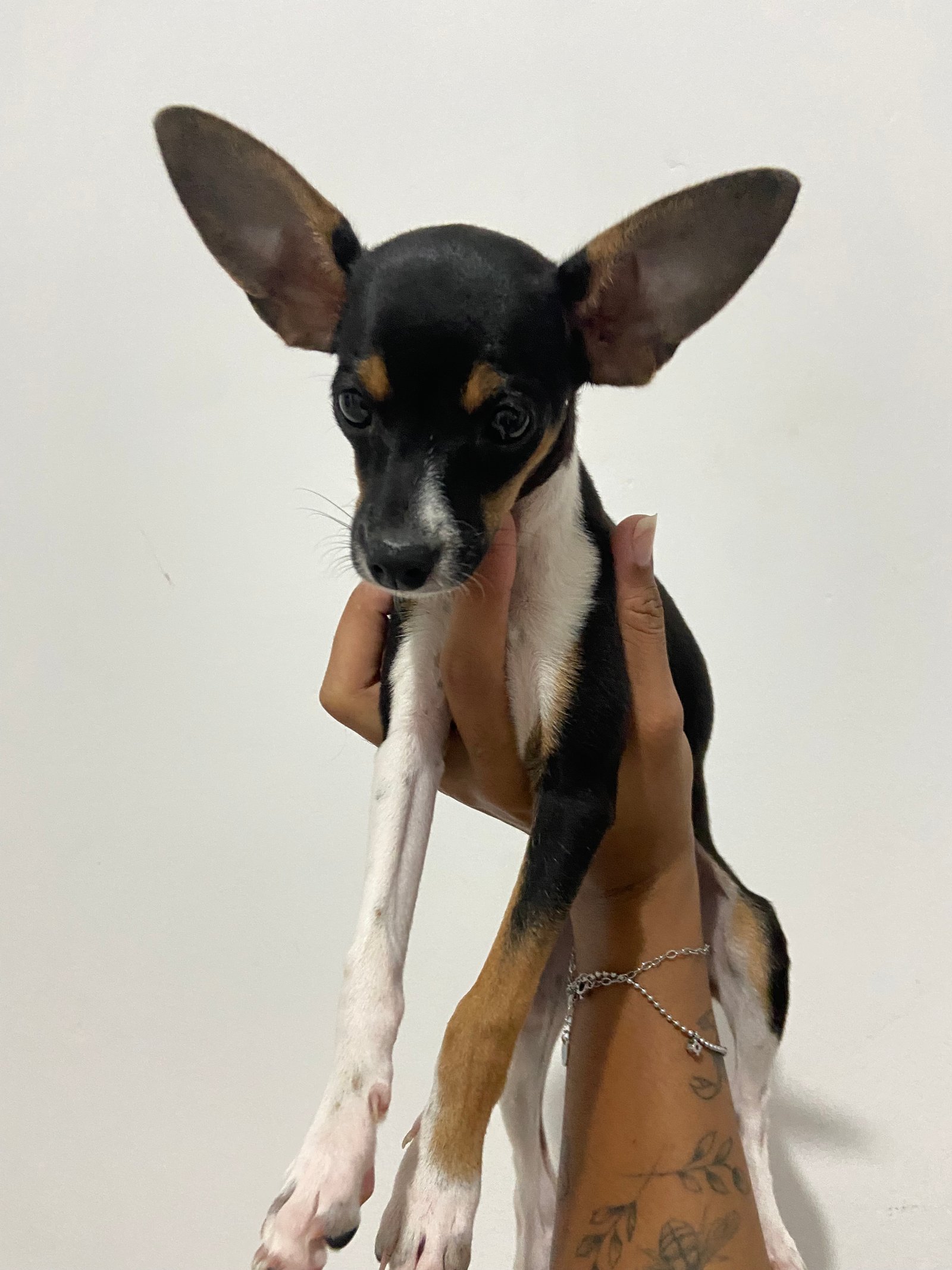 Linda filhote de pinscher fêmea