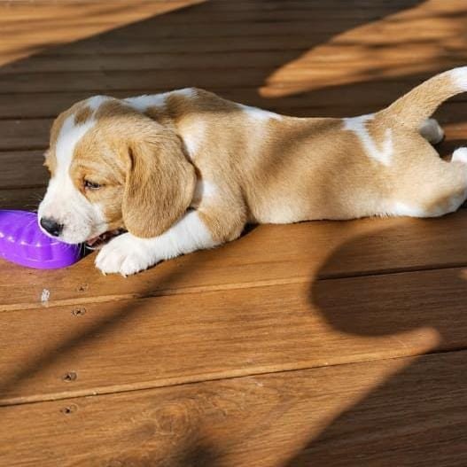 Lindo filhote de Beagle - Foto 1