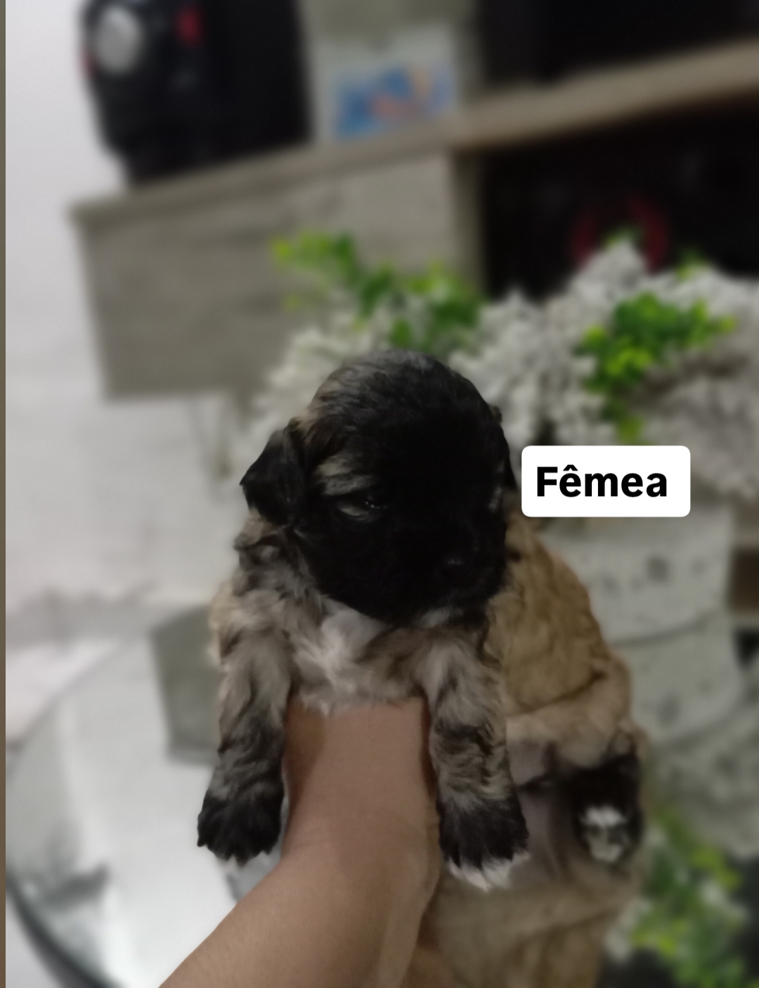 Portal Vendocão Venda Filhotes Lhasa Apso Olinda