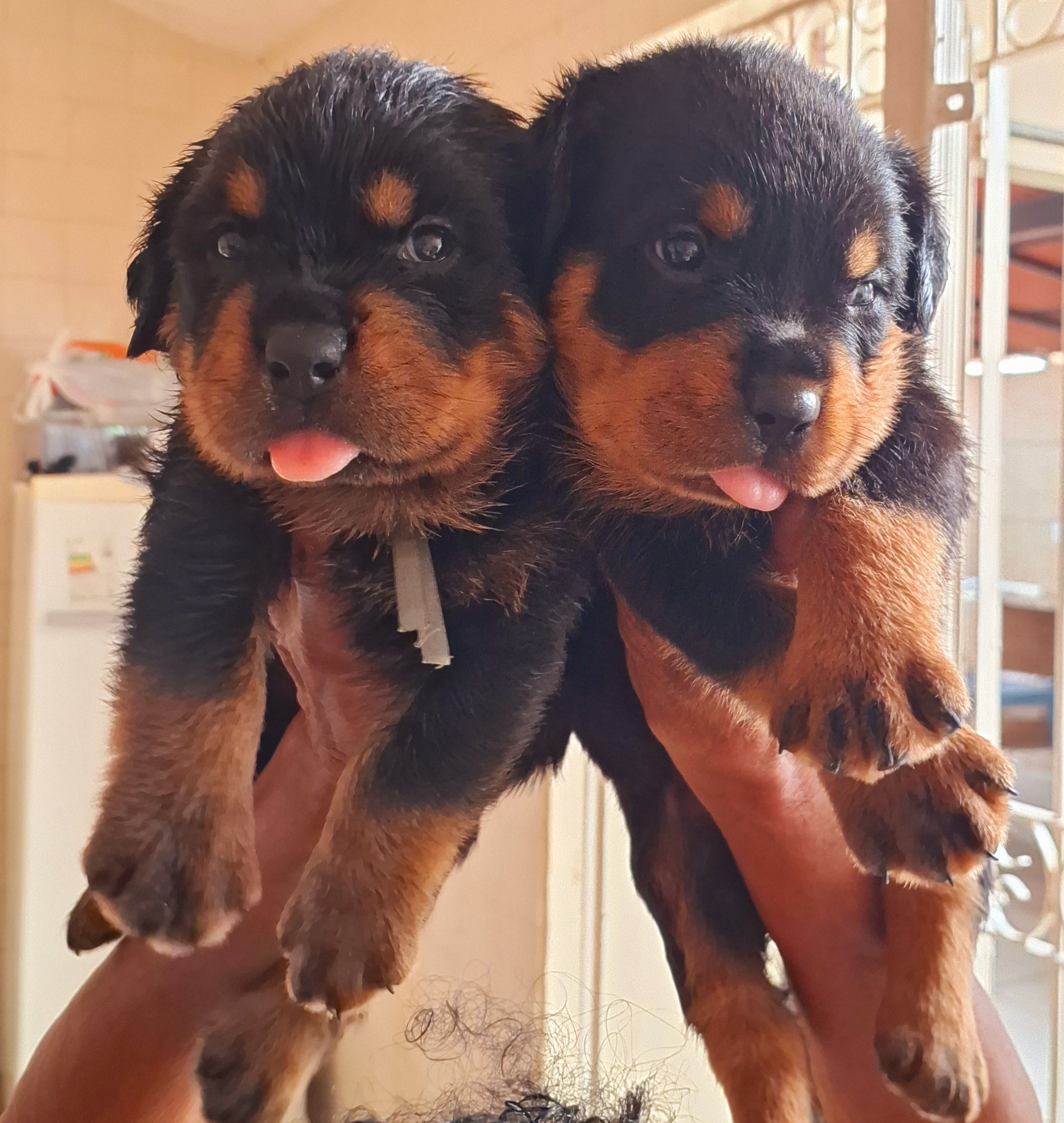 Portal Vendocão Filhotes de rottweiler com pedigree Maceió 