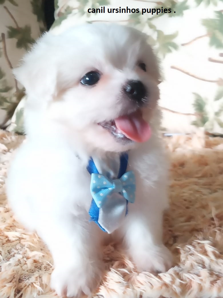 Portal Vendocão maltes garanta hoje o seu entrega mediata #canilursinhospuppies  vargem grande paulista 