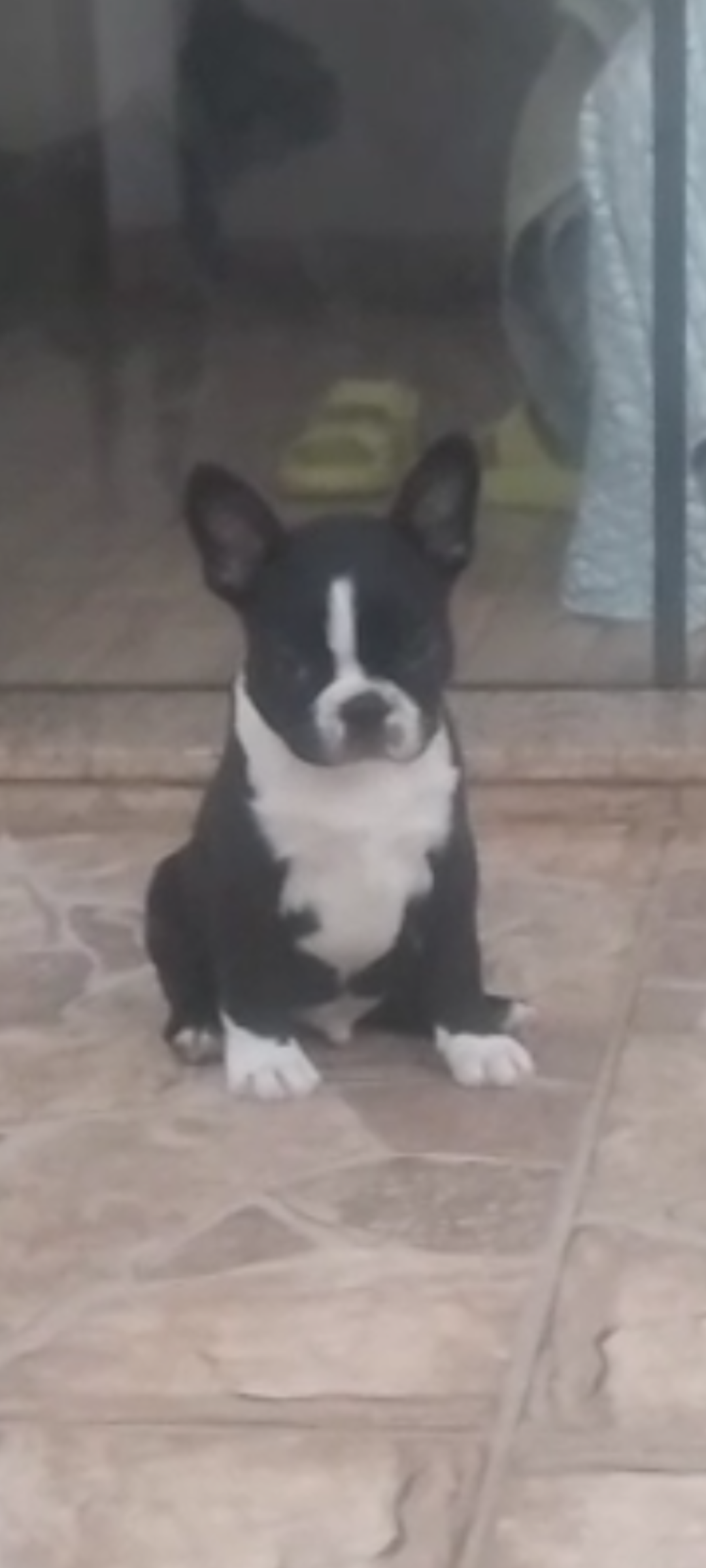 Filhote macho de Boston Terrier  - Foto 1
