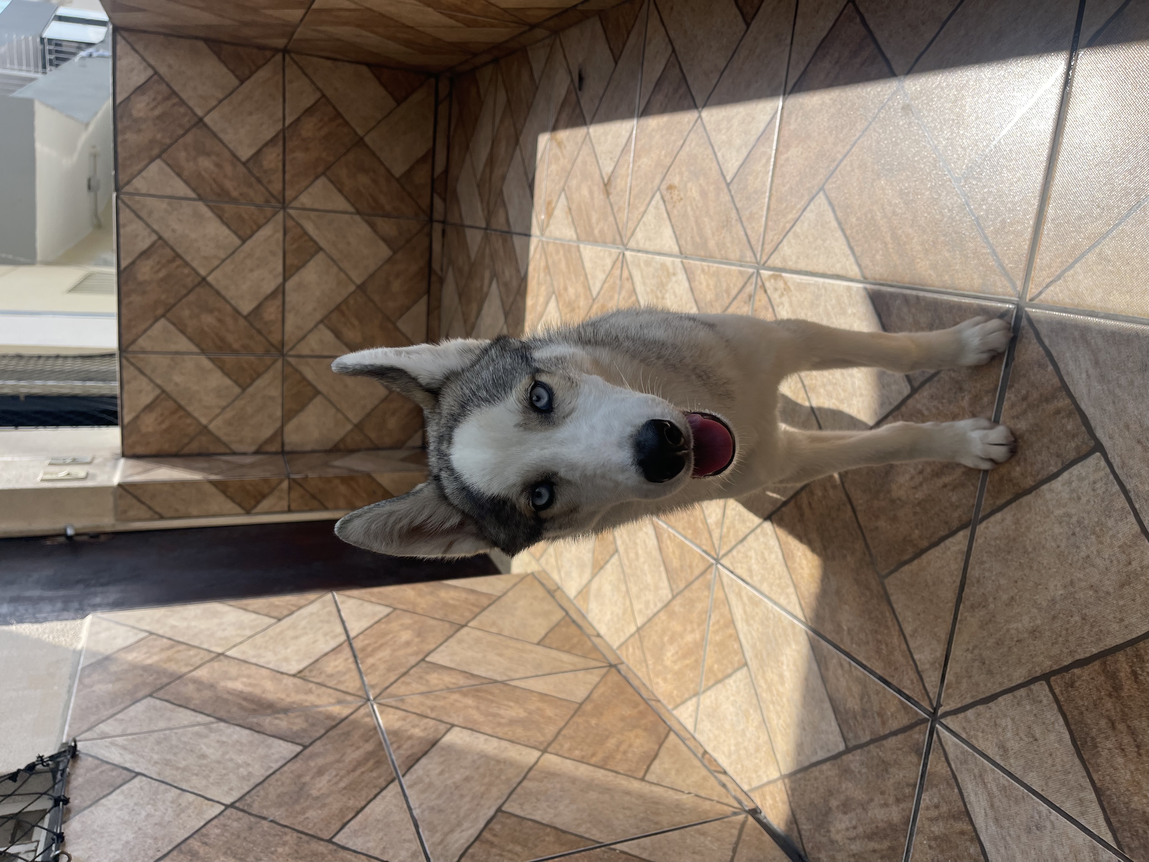 Husky Siberiano (Macho) - Foto 1