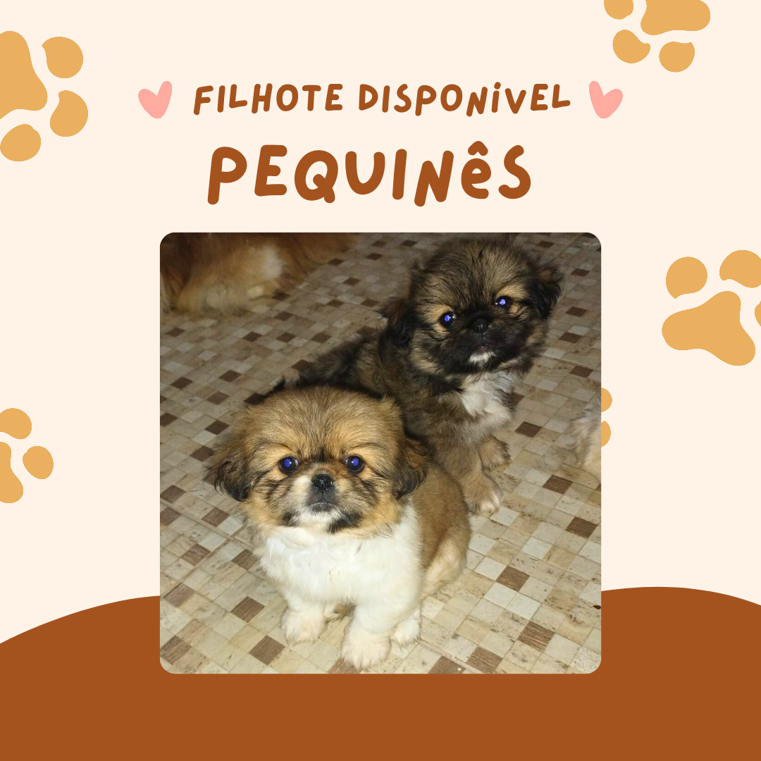 Portal Vendocão Filhote de Pequinês - macho  Vila Velha