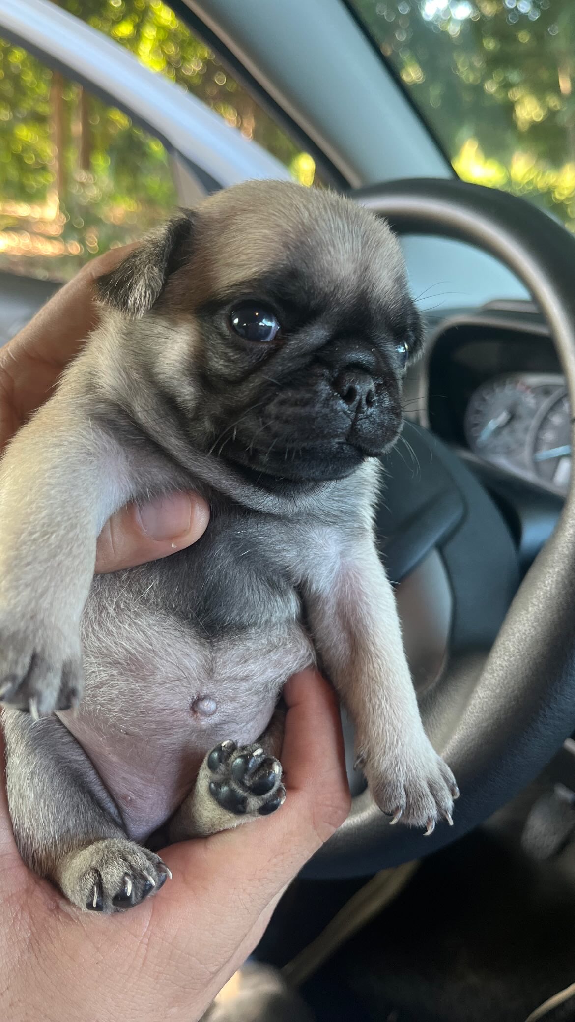 Portal Vendocão Filhotes de pugs fêmeas  Manaus