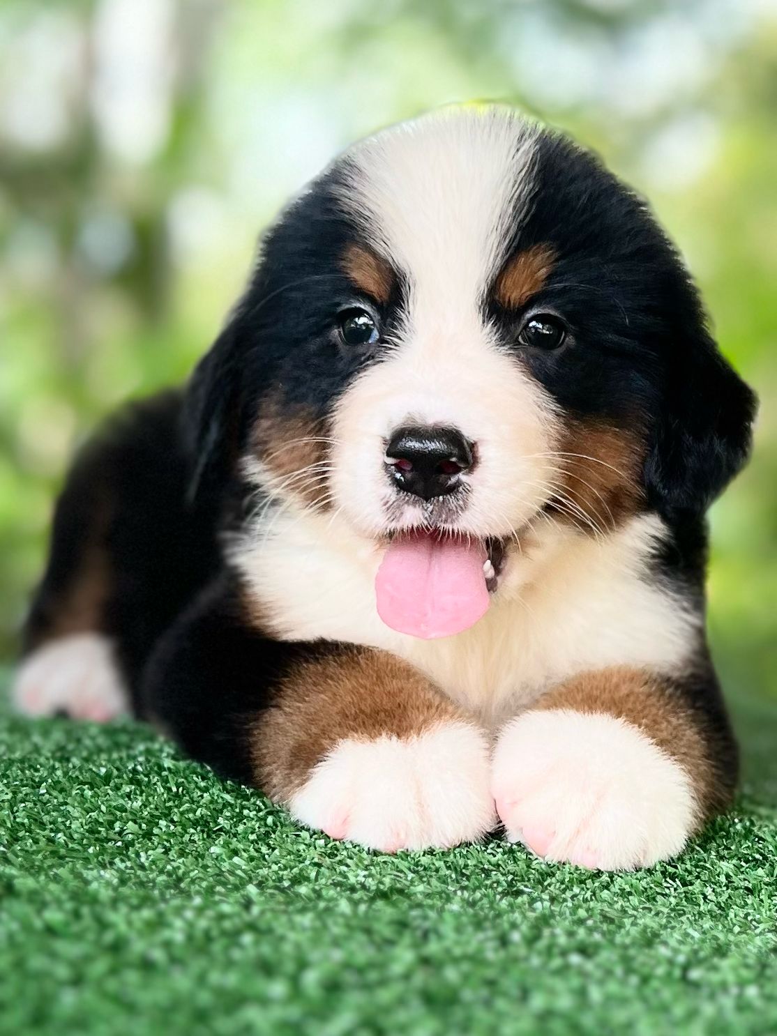 Belos Filhotes Bernese - Foto 5