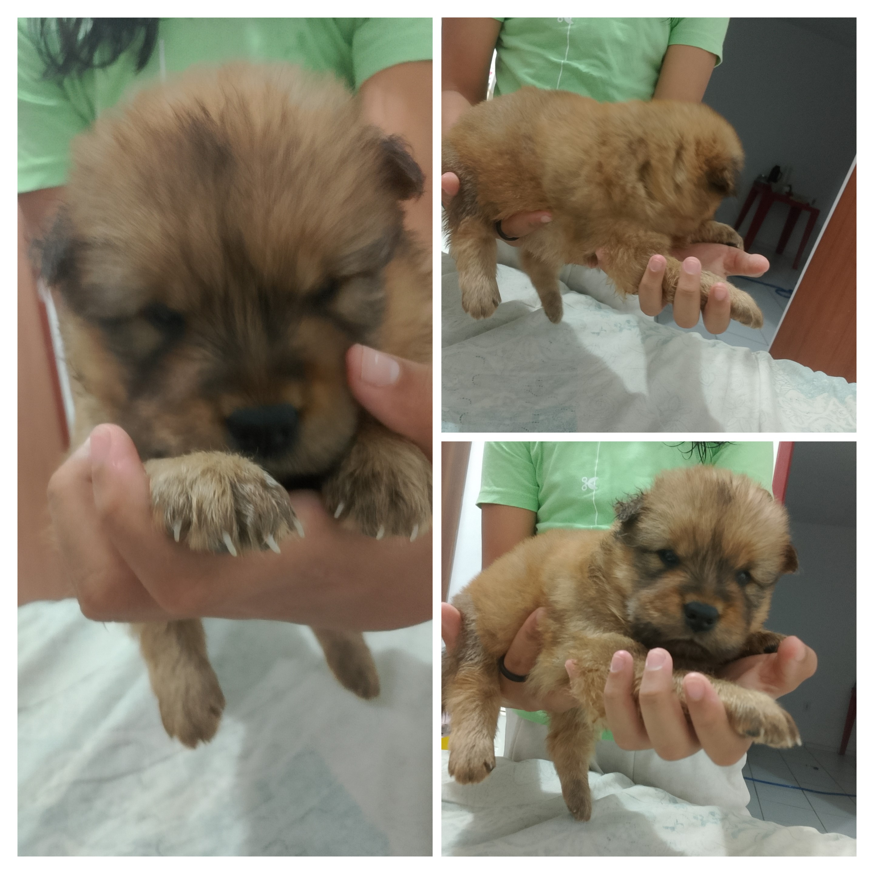 Portal Vendocão Filhotes de Chow chow São Luís