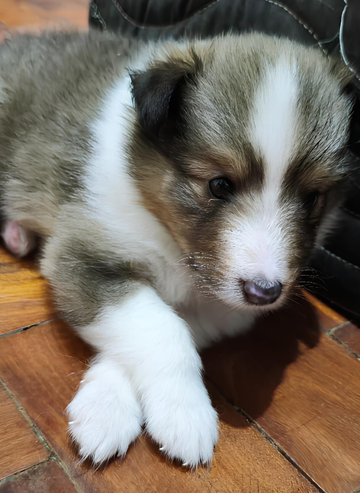 Portal Vendocão Pastor de Shetland (shelties) Lindas fêmeas Rio de Janeiro