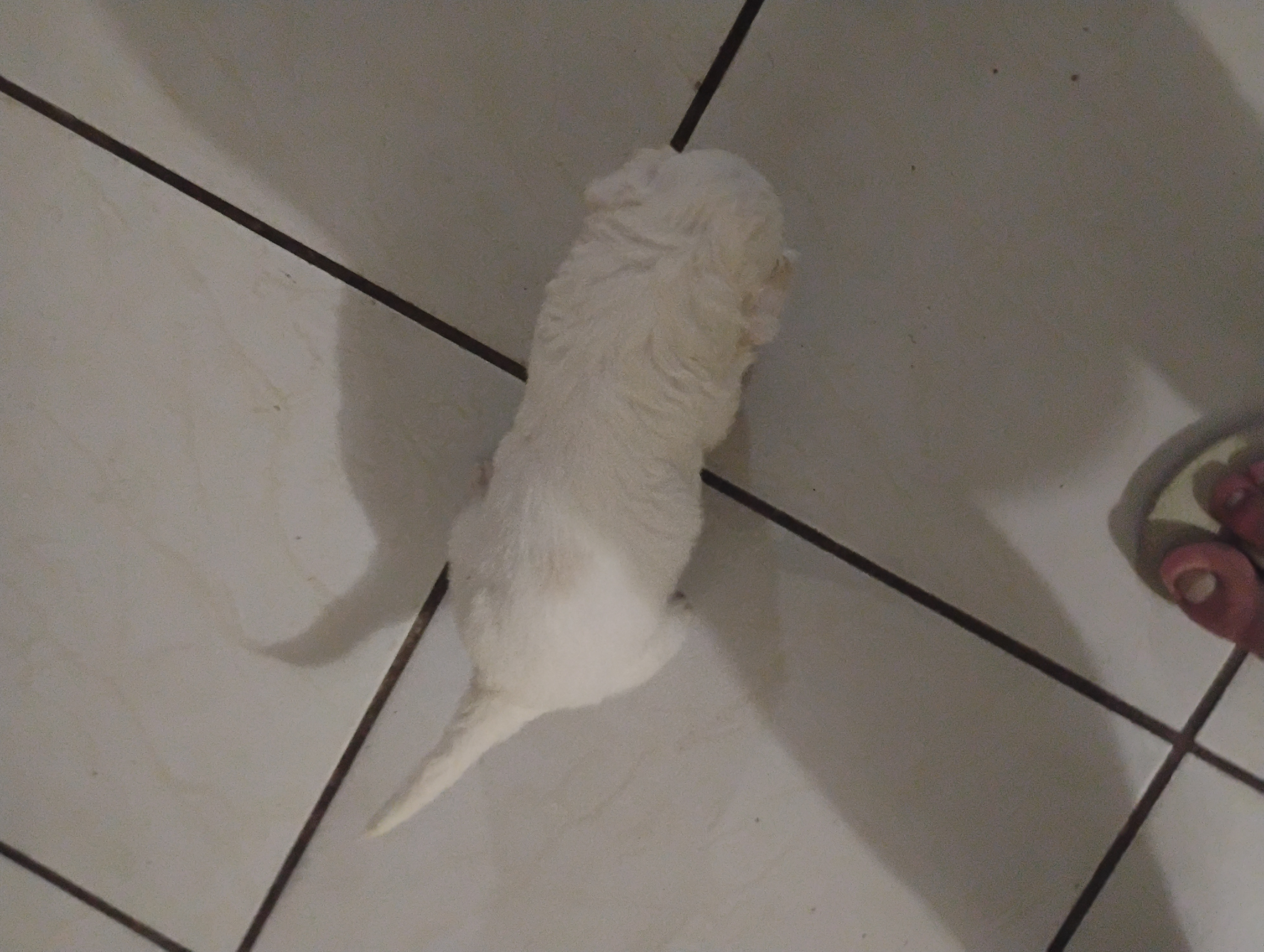Portal Vendocão Vendo filhotes de Poodle  São Luís