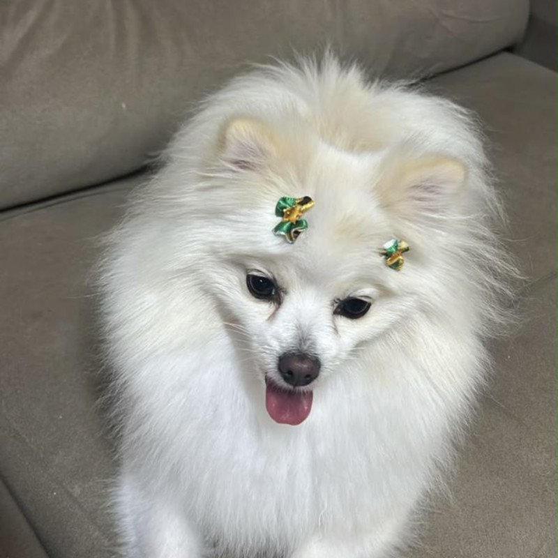 Lulu da pomerania - Foto 1