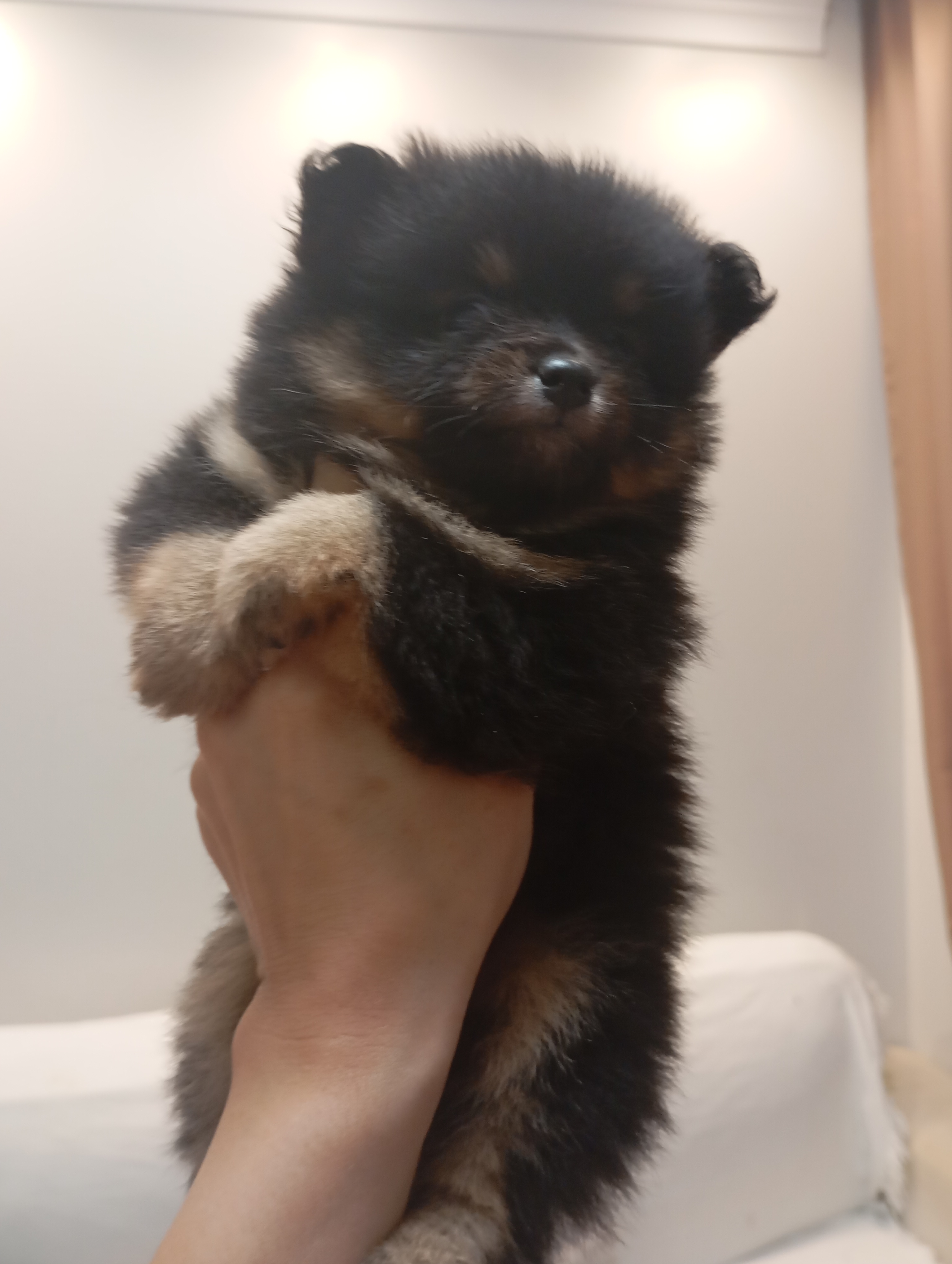 Portal Vendocão Lulu Pomerânia anão ursinho  Itapema