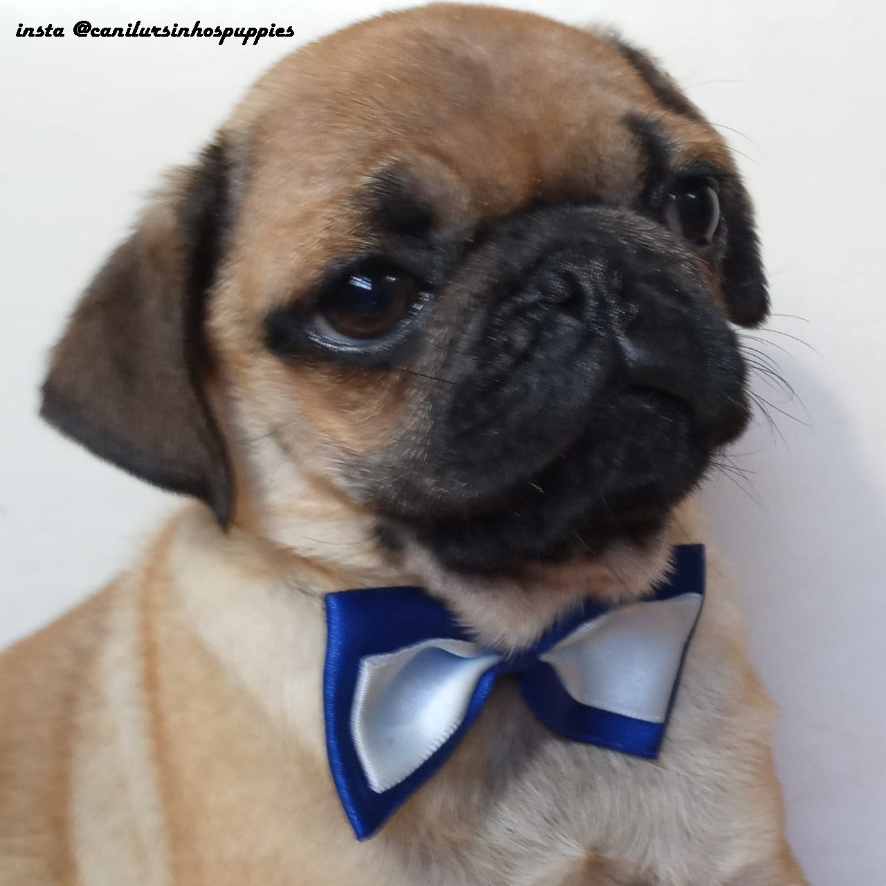 pug lindos bebes pronta entrega @canilursinhospuppies - Foto 1