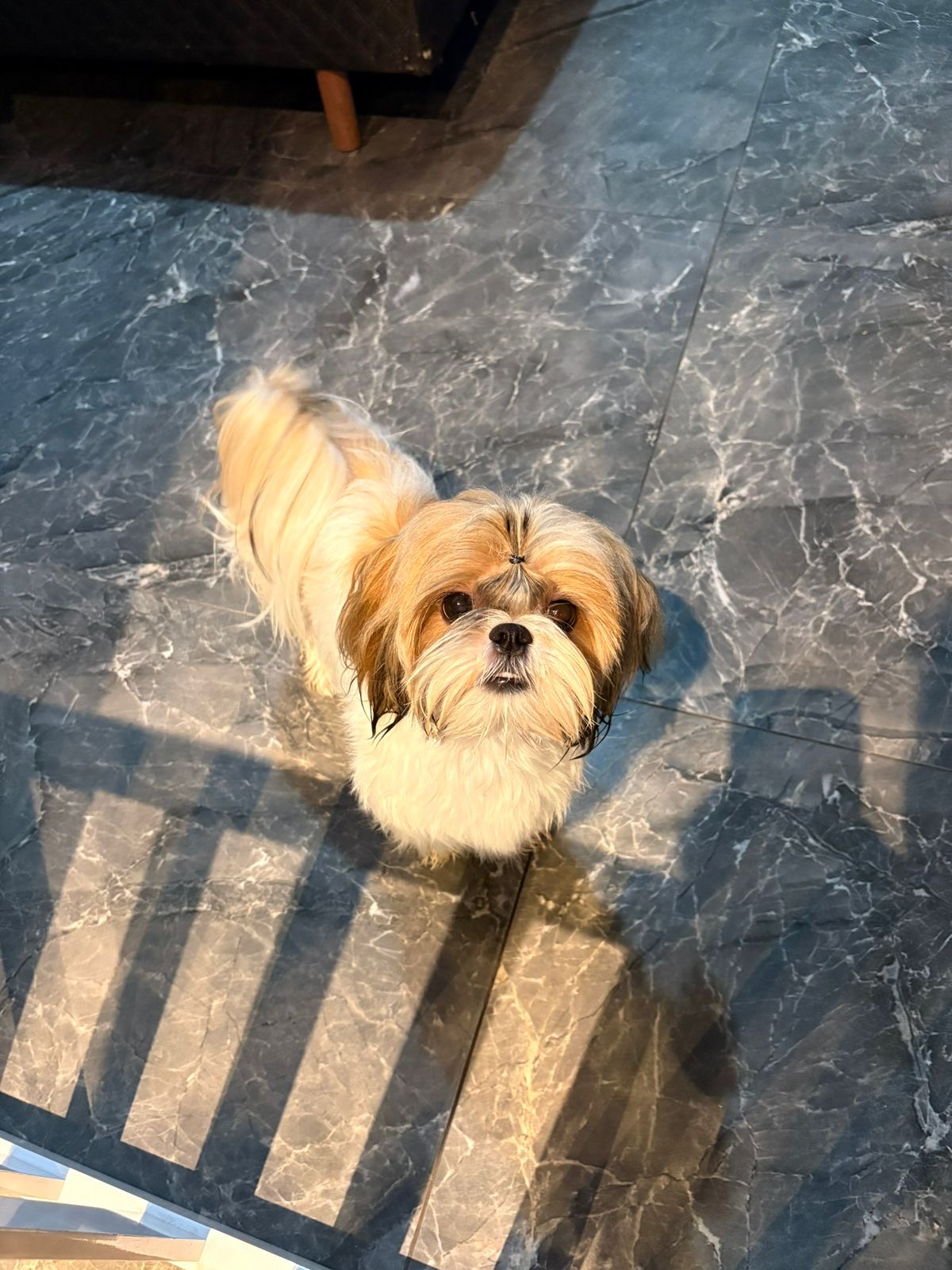 Filhote Shih Tzu 