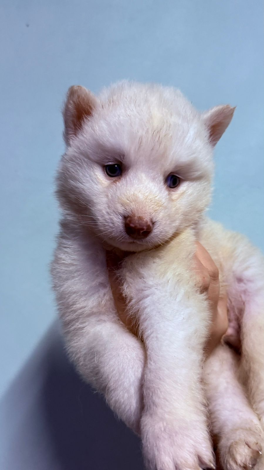Husky siberiano macho - Foto 3