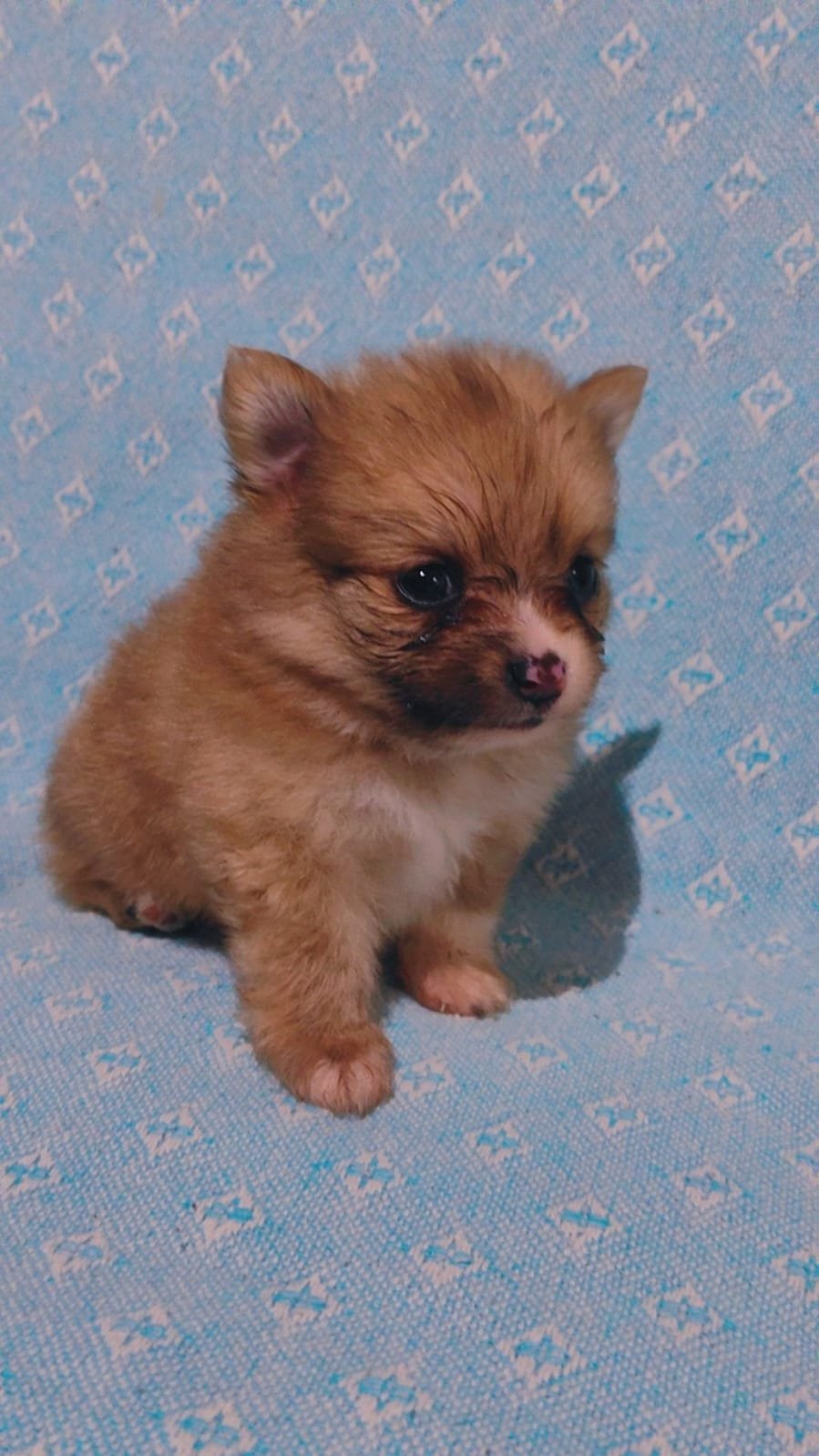 Filhotes de spitz alemão Blue merle  - Foto 4