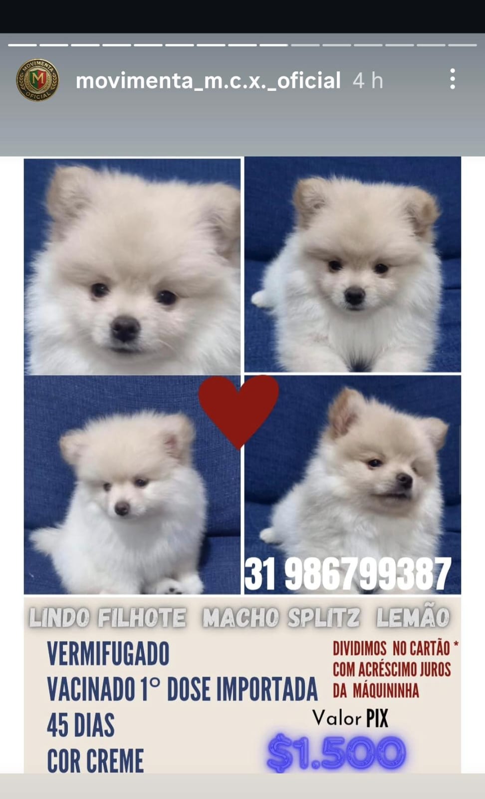Filhote lulu - Foto 2