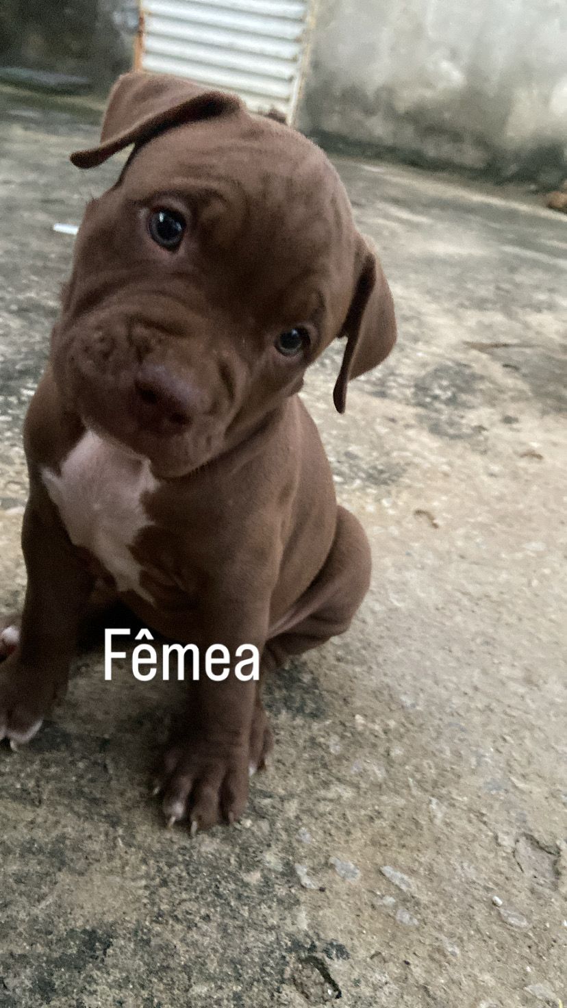 Portal Vendocão Filhotes de Pitbull Puros  Parnamirim