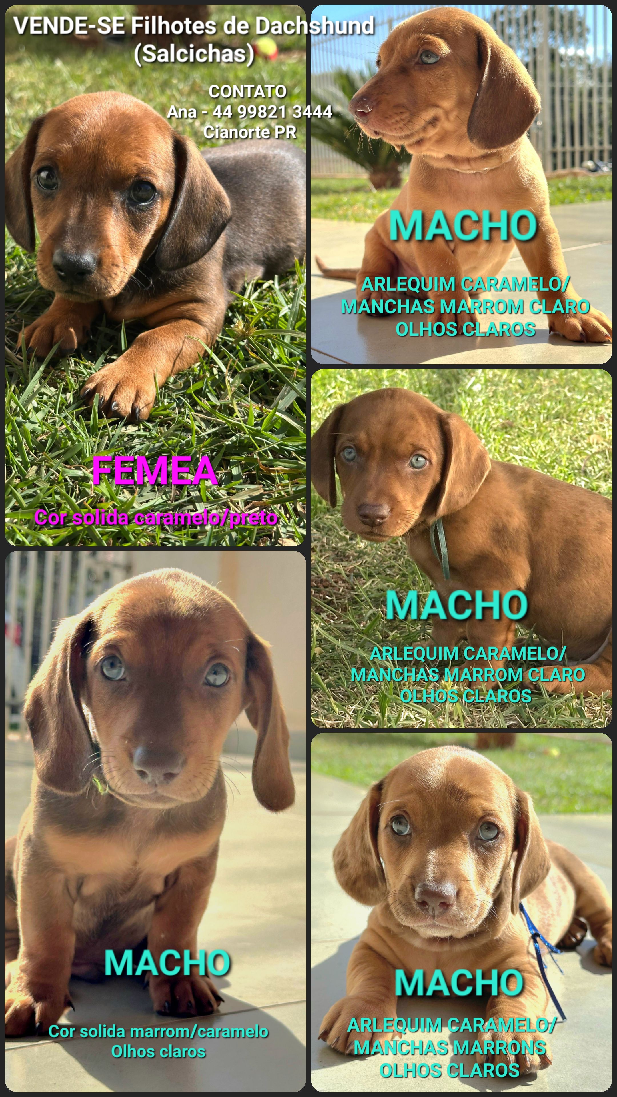 Vendo filhotes de Dachshund (sansicha) - Foto 1