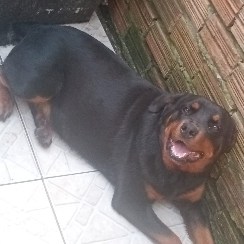 Vendo rottweiler femia 1 ano e 3 meses dócil