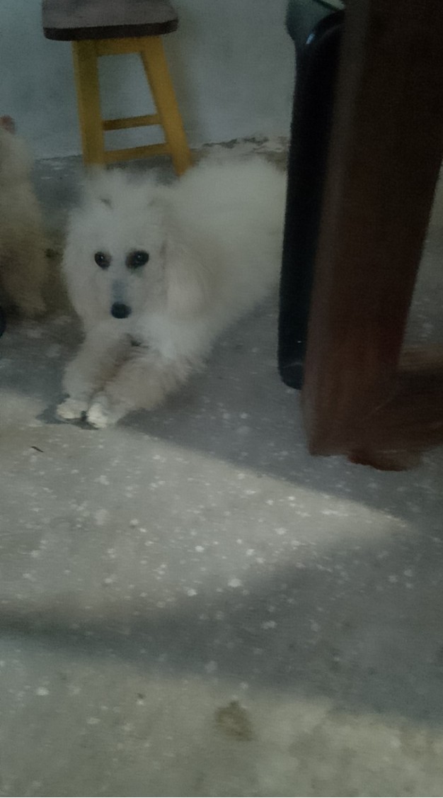 Portal Vendocão Vendo uma polllda número1 um São Luís Maranhão 