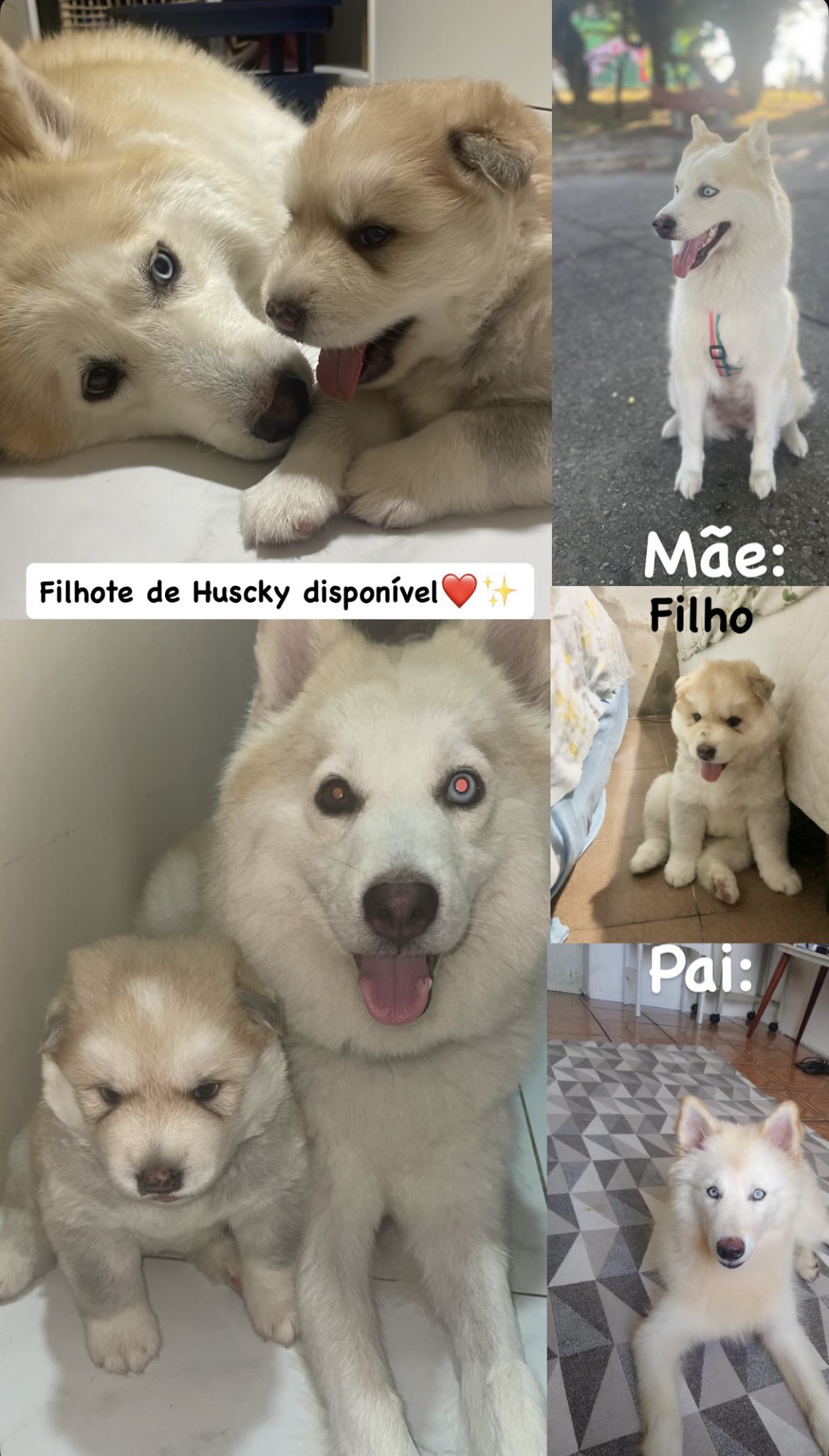 Portal Vendocão Filhote Macho de Husky Siberiano Aracaju 