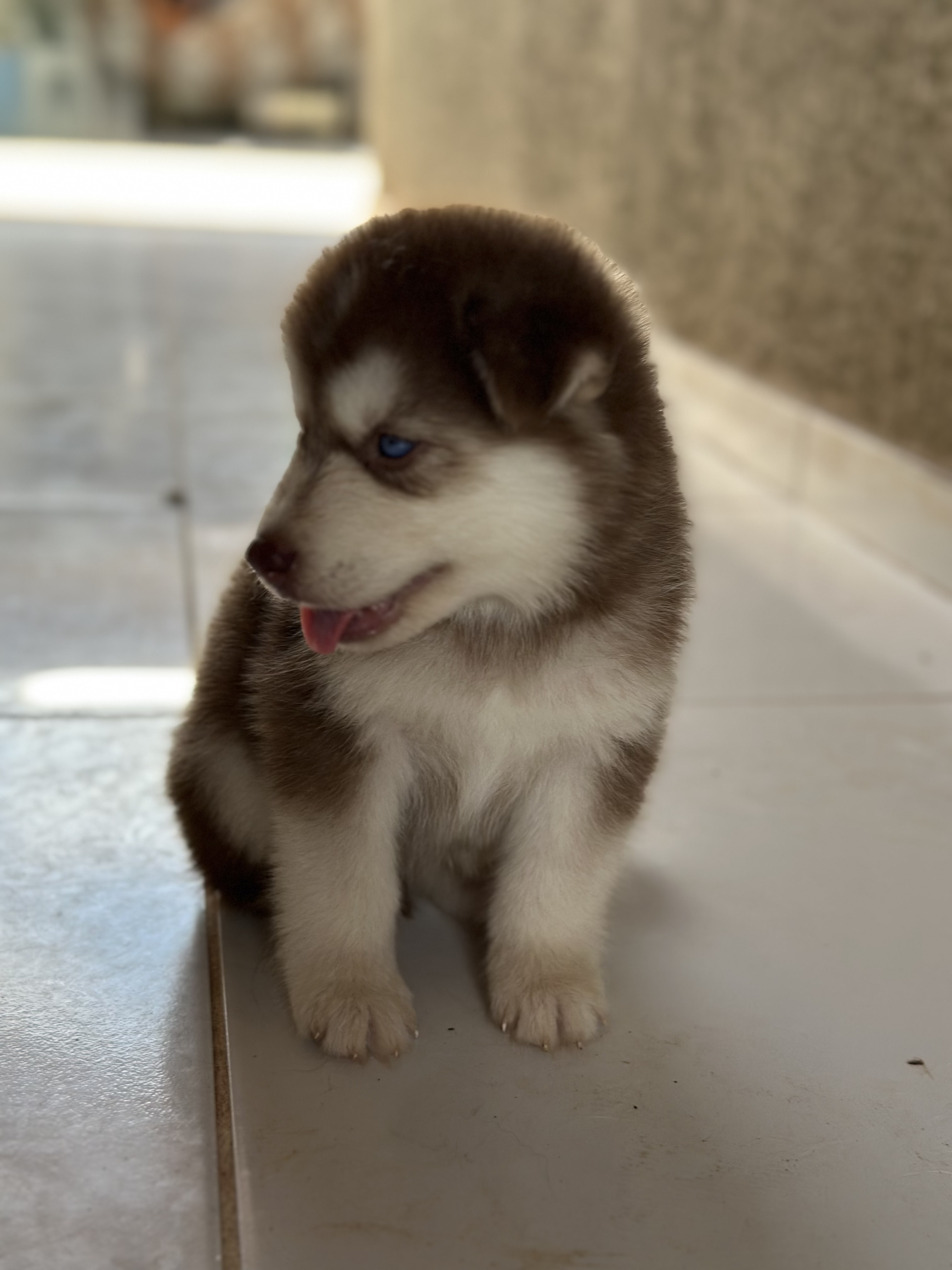 Portal Vendocão Husky Siberiano Santa Inês 