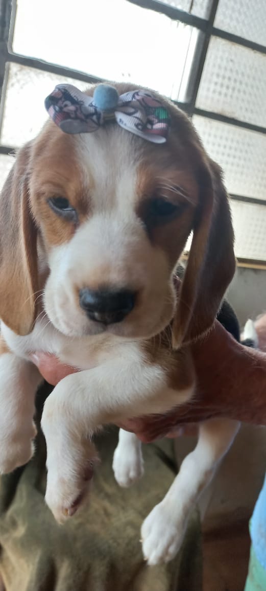 Portal Vendocão Filhotes beagles tricolores 13polegadas machos e femeas  Cotia