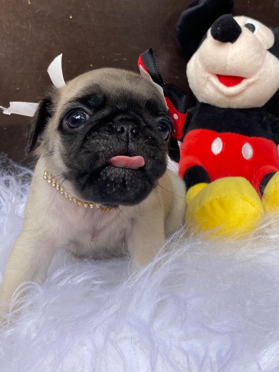 Portal Vendocão Pug fêmeas disponíveis!🩷🌸🐶 Ponta grossa