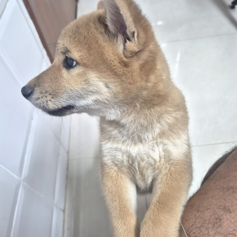 Shiba inu - Foto 1