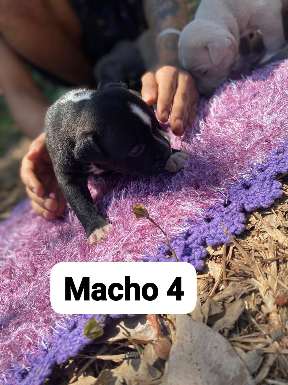 Vendo filhotes de Americanan Bully com Pitbull  - Foto 4