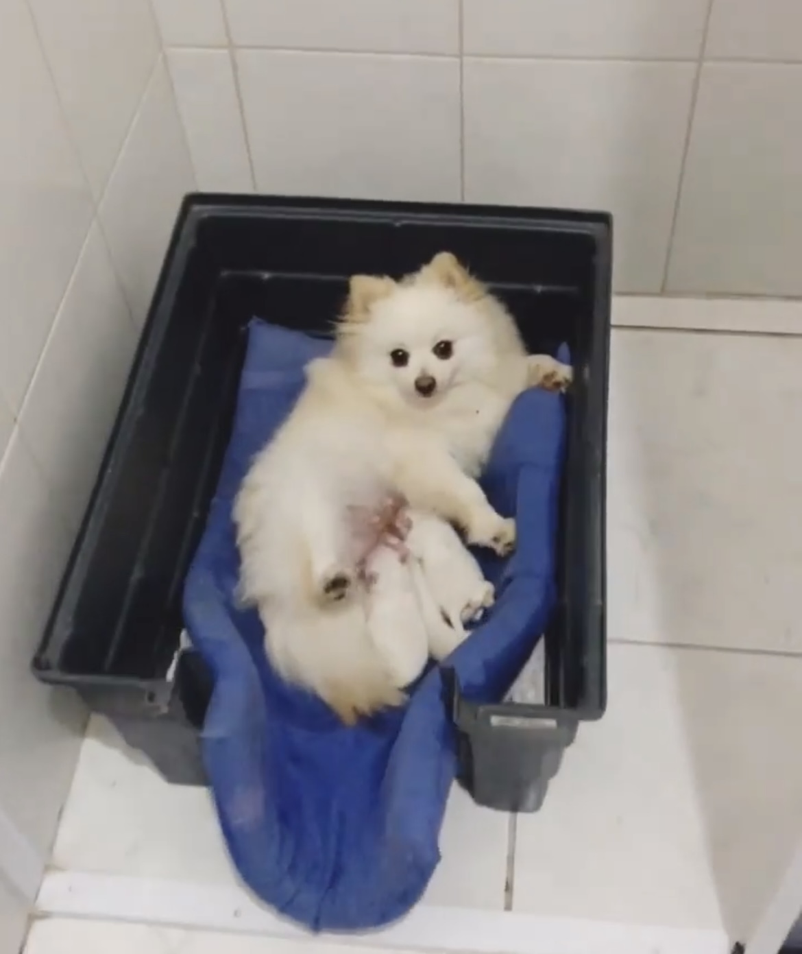 Lulu da pomerania - Foto 2