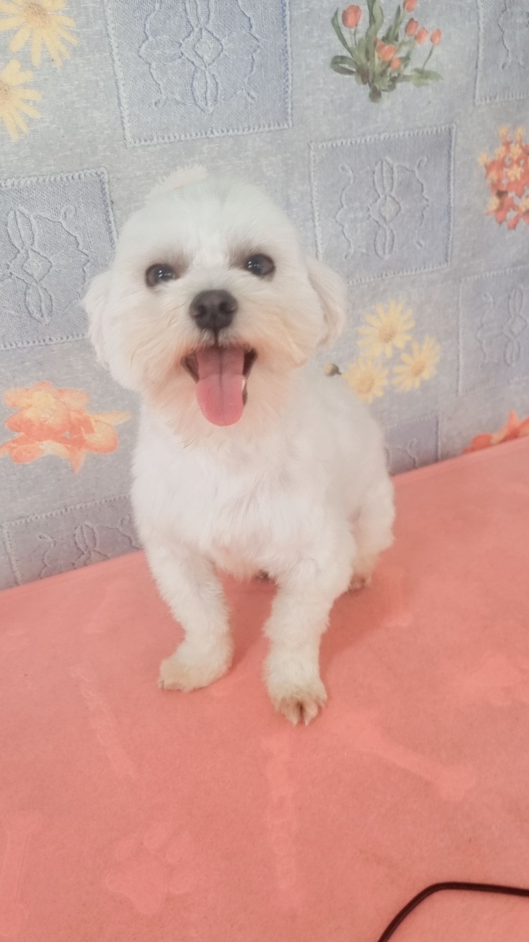 Portal Vendocão Maltes São Paulo