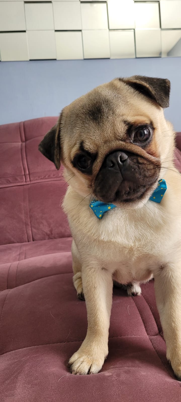 Portal Vendocão Filhote de Pug Charmoso e elegante Joinville