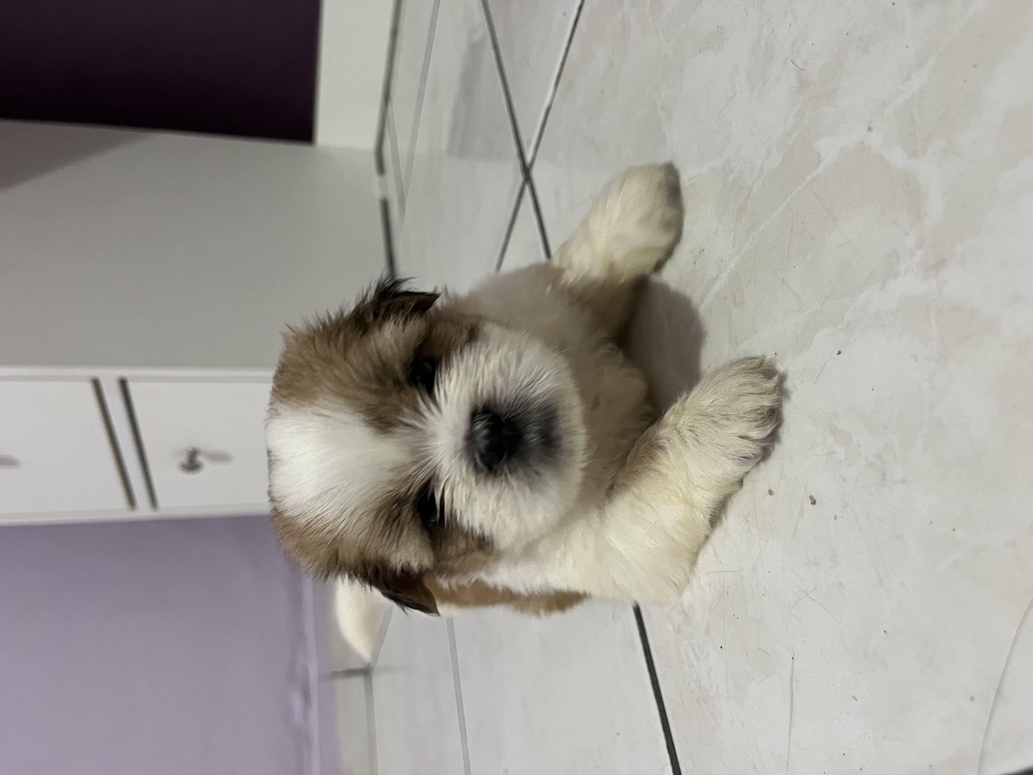 Portal Vendocão Filhote de shih tzu Belém 