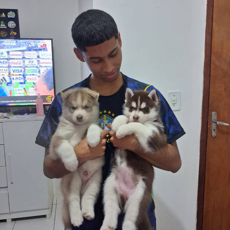 Lindos huskysiberianos com 2 meses de vida - Foto 3